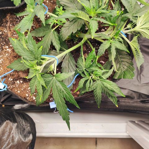 Orion F#1 growlog photo: LST