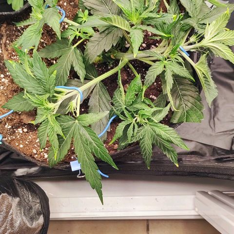 Orion F#1 growlog photo: LST