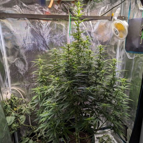 Sticky Orange growlog timeline photo