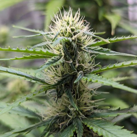Sticky Orange growlog photo: Wuchs hat aufgehört, Blüten werden kompakter