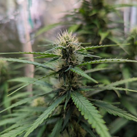 Sticky Orange growlog timeline photo