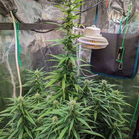 Sticky Orange growlog timeline photo