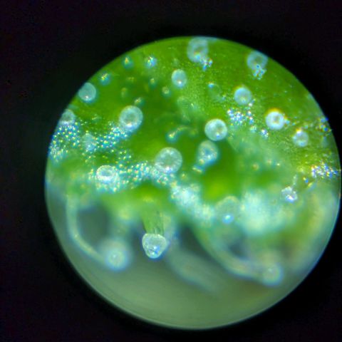 Sticky Orange growlog photo: Trichome sind alle noch Klar 