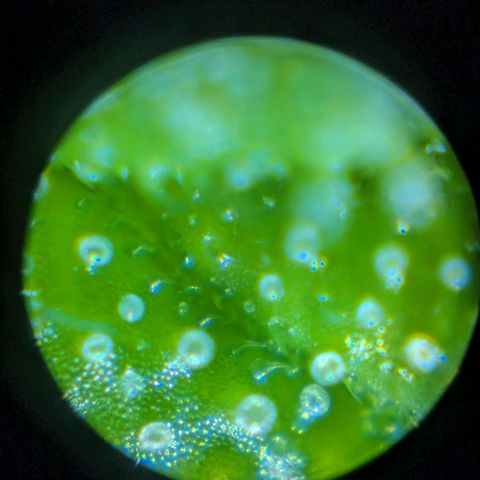 Sticky Orange growlog photo: Trichome sind alle noch Klar 