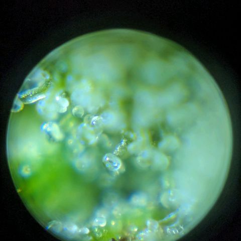Sticky Orange growlog photo: Trichome sind zum größten Teil glasig. 