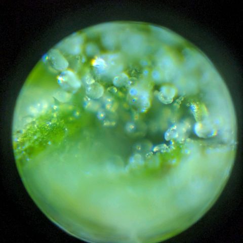 Sticky Orange growlog photo: Trichome sind zum größten Teil glasig. 