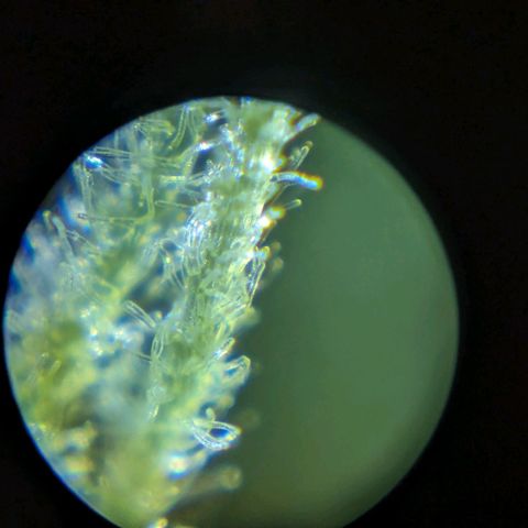 Sticky Orange growlog photo: Trichome sind zum größten Teil glasig. 