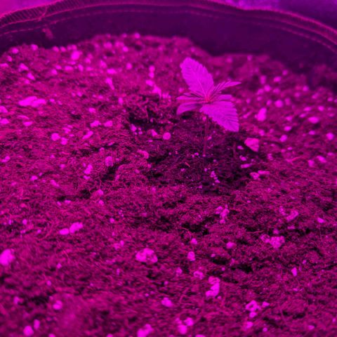 HulkBerry Auto  growlog timeline photo