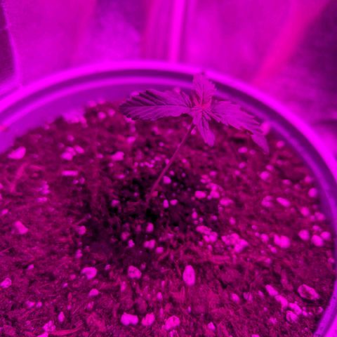 HulkBerry Auto  growlog timeline photo