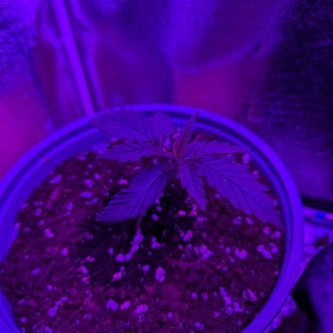 HulkBerry Auto  growlog timeline photo