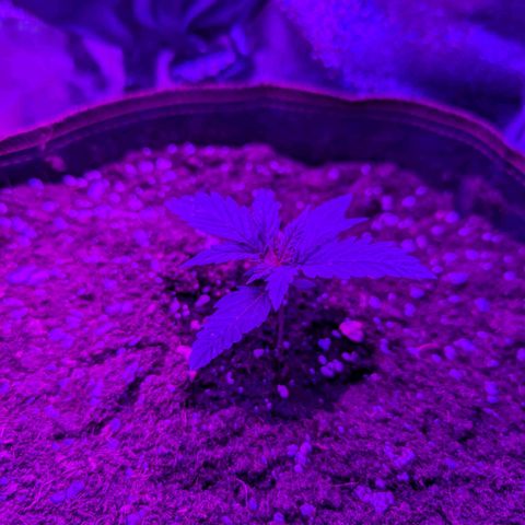 HulkBerry Auto  growlog timeline photo