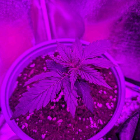 HulkBerry Auto  growlog timeline photo