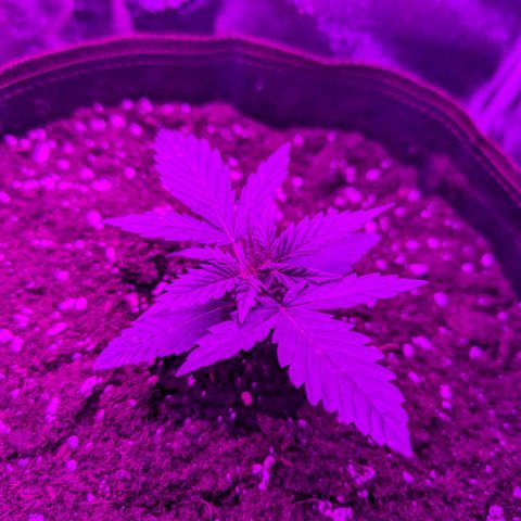 HulkBerry Auto  growlog timeline photo