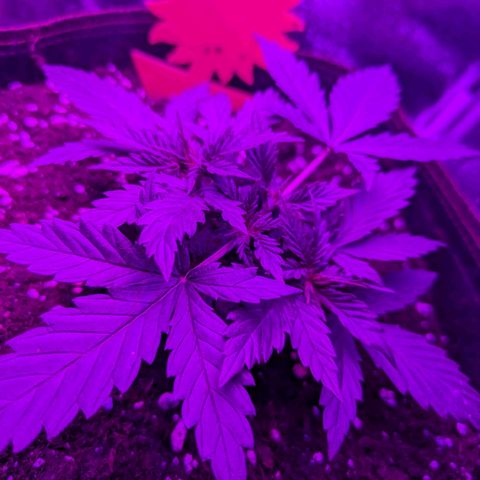 HulkBerry Auto  growlog timeline photo