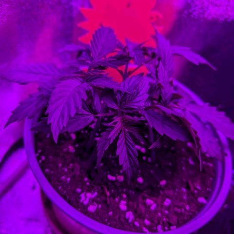 HulkBerry Auto  growlog timeline photo