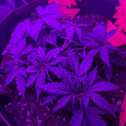 HulkBerry Auto  growlog timeline photo
