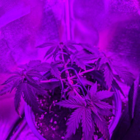 HulkBerry Auto  growlog timeline photo