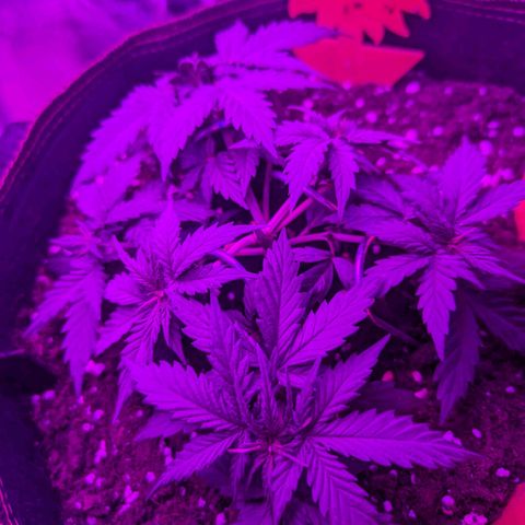 HulkBerry Auto  growlog timeline photo