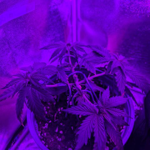 HulkBerry Auto  growlog timeline photo