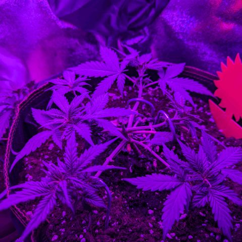 HulkBerry Auto  growlog timeline photo