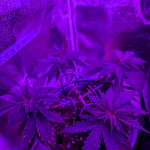 HulkBerry Auto  growlog timeline photo