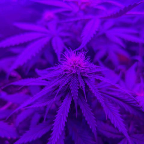 HulkBerry Auto  growlog timeline photo