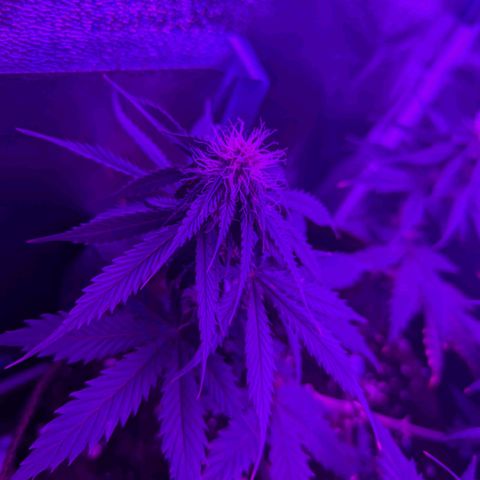 HulkBerry Auto  growlog timeline photo
