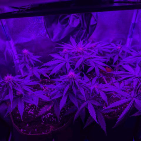 HulkBerry Auto  growlog timeline photo