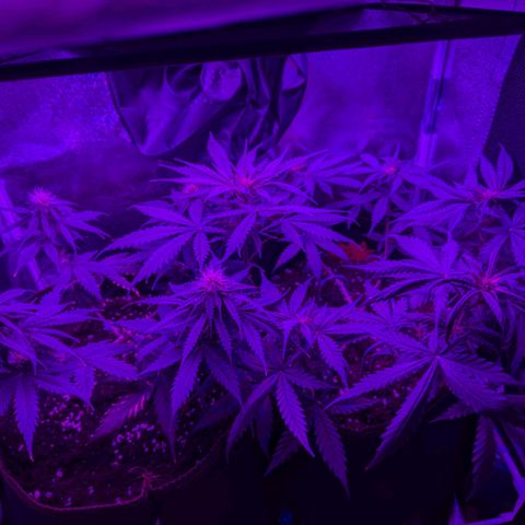 HulkBerry Auto  growlog timeline photo