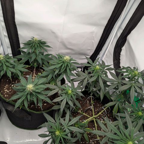 HulkBerry Auto  growlog timeline photo
