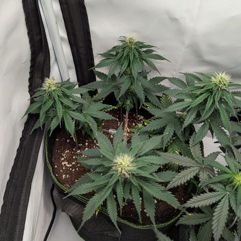 HulkBerry Auto  growlog timeline photo