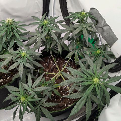 HulkBerry Auto  growlog timeline photo