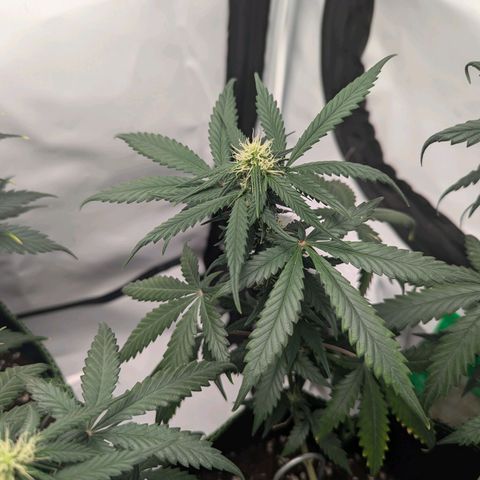 HulkBerry Auto  growlog timeline photo