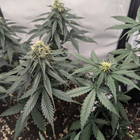 HulkBerry Auto  growlog timeline photo