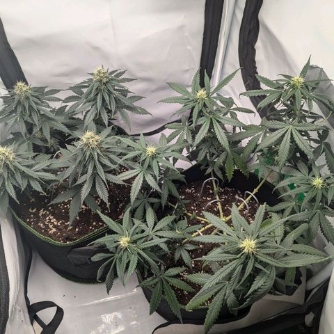 HulkBerry Auto  growlog timeline photo