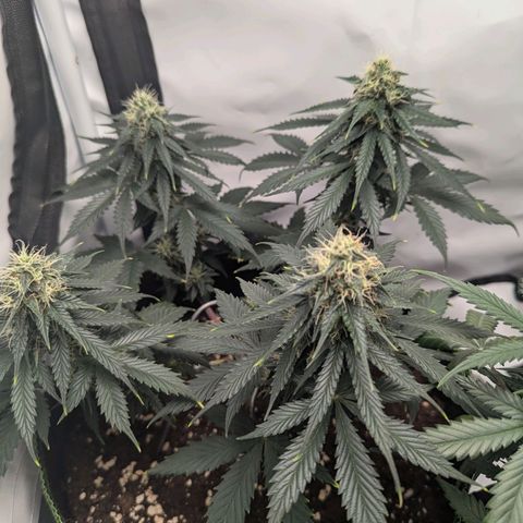 HulkBerry Auto  growlog timeline photo