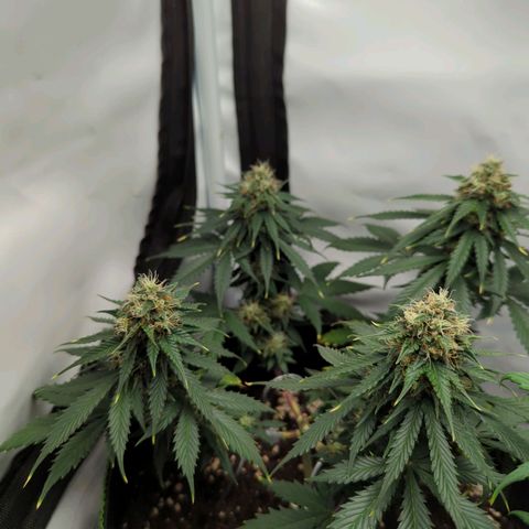 HulkBerry Auto  growlog timeline photo