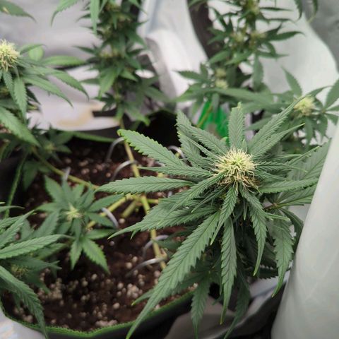 HulkBerry Auto  growlog timeline photo