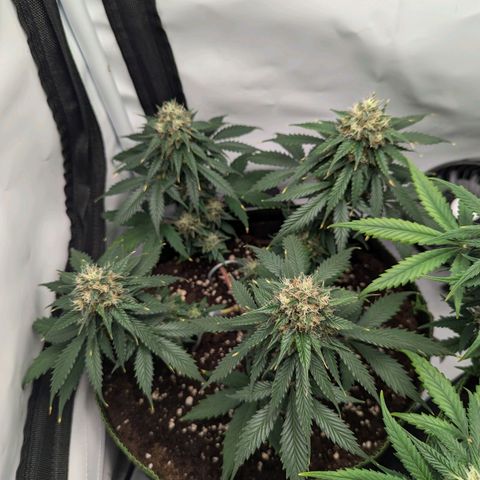 HulkBerry Auto  growlog timeline photo