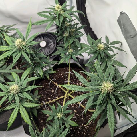 HulkBerry Auto  growlog timeline photo