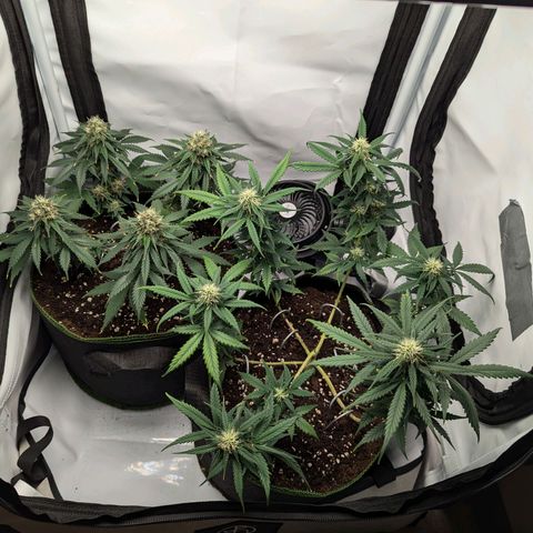 HulkBerry Auto  growlog timeline photo