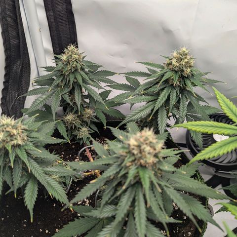 HulkBerry Auto  growlog timeline photo