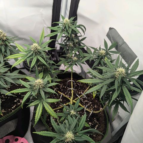 HulkBerry Auto  growlog timeline photo