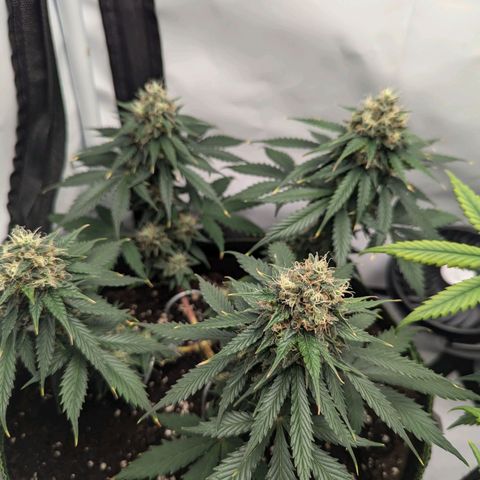 HulkBerry Auto  growlog timeline photo