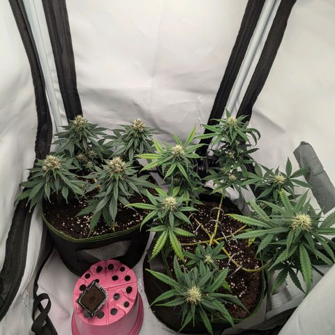 HulkBerry Auto  growlog timeline photo