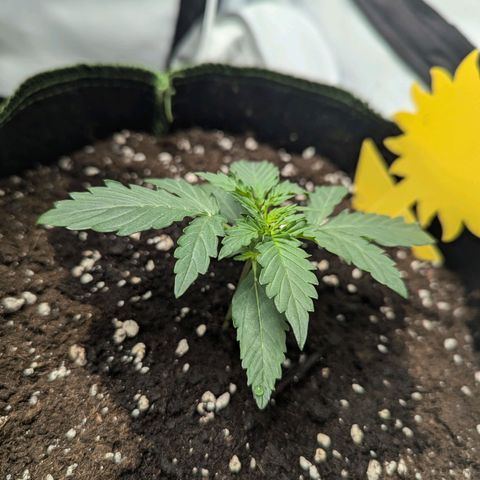 Purple Queen Automatic growlog timeline photo