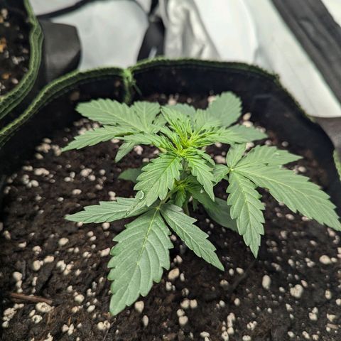 Purple Queen Automatic growlog timeline photo