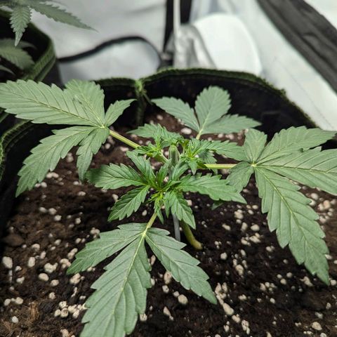 Purple Queen Automatic growlog timeline photo