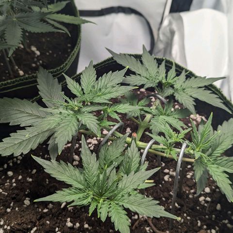 Purple Queen Automatic growlog timeline photo