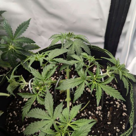 Purple Queen Automatic growlog timeline photo